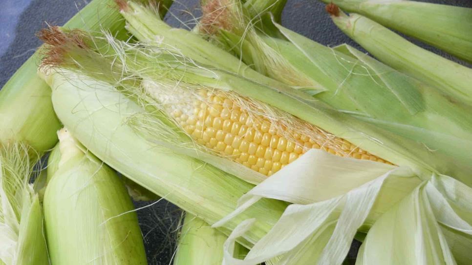 Precio del maíz a septiembre, en $3 mil 916