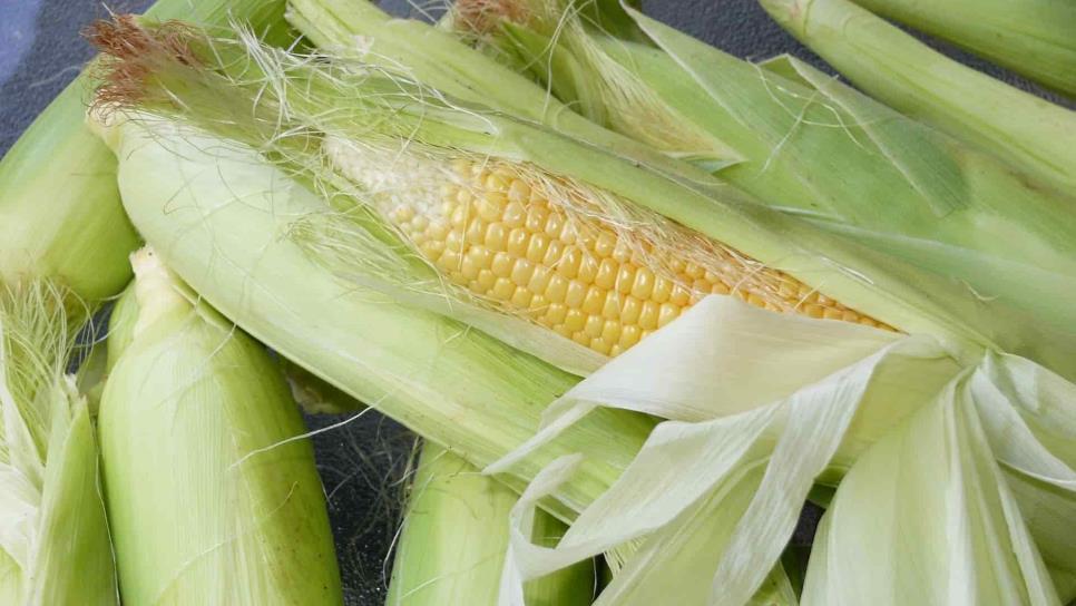 Precio a futuro del maíz en $3 mil 614