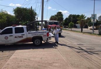 Ataque de abejas en almacén deja 8 lesionados