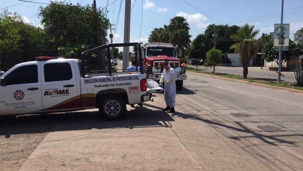 Ataque de abejas en almacén deja 8 lesionados