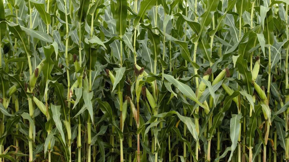 Sube precio del maíz a septiembre a $3 mil 946