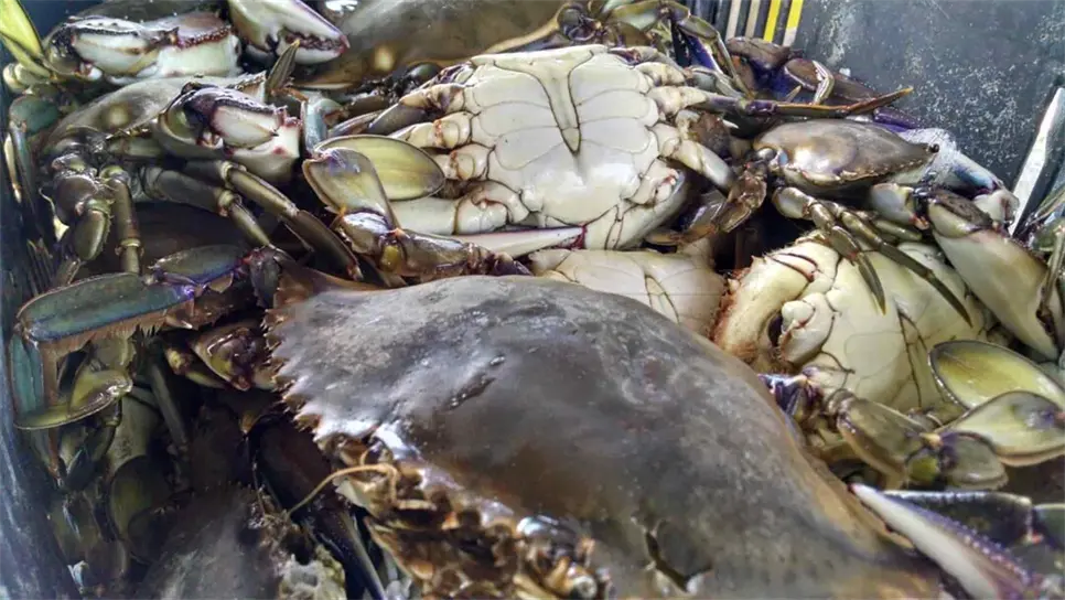 Saqueos y extranjeros acaban con la pesca de jaiba en Ahome