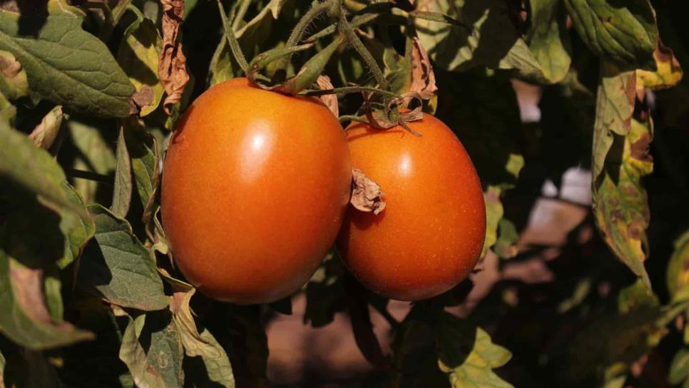 México confía en pronto acuerdo de tomate con EUA
