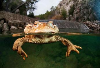 En 42 años, las poblaciones de megafauna de agua dulce disminuyeron 88%