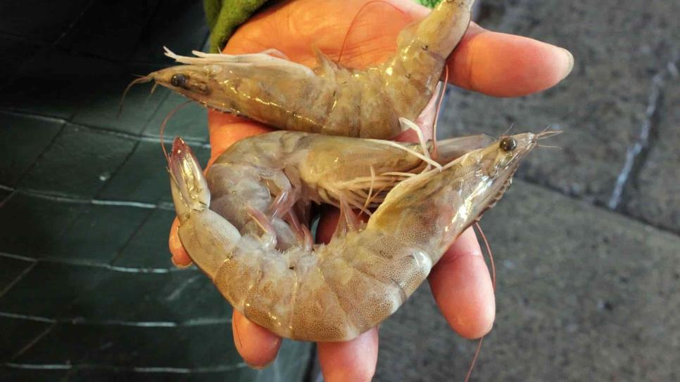 Preocupa pesca furtiva de camarón en plena veda