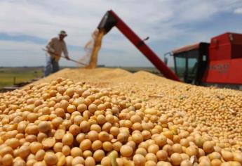 Sin problemas fitosanitarios por cultivo de soya: Sanidad Vegetal