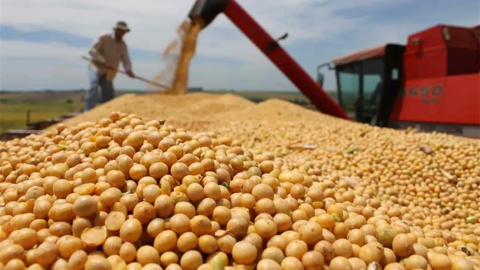 Sin problemas fitosanitarios por cultivo de soya: Sanidad Vegetal