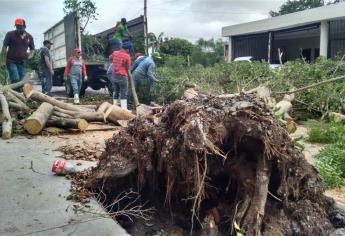 Multan con hasta 50 mil pesos por talar árboles en Ahome