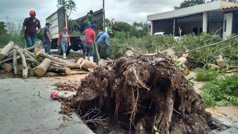 Multan con hasta 50 mil pesos por talar árboles en Ahome