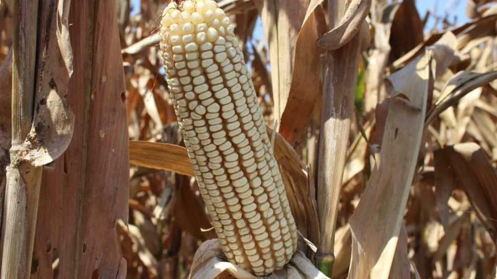 Se mantiene a la baja el precio del maíz