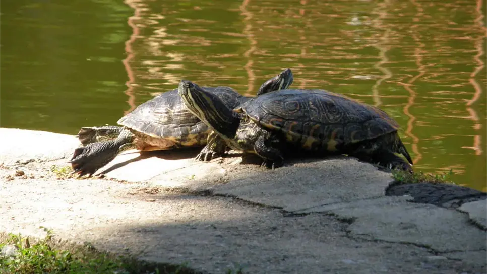 Advierten sobre grave riesgo de especies invasoras en México