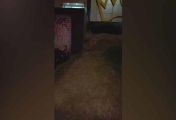 Captan enormes ratas en zona comercial de Culiacán