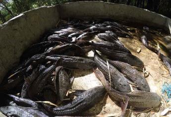 Plaga de peces plecos amenaza a los ecosistemas acuáticos de México