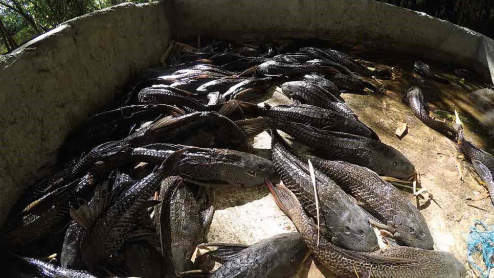 Plaga de peces plecos amenaza a los ecosistemas acuáticos de México