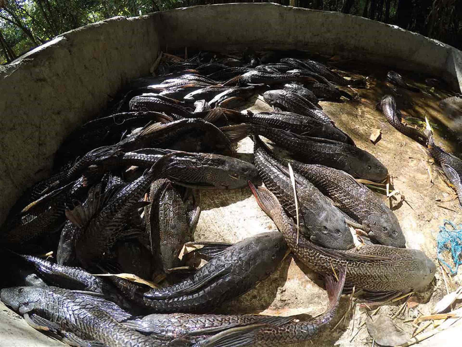 Plaga de peces plecos amenaza a los ecosistemas acuáticos de México