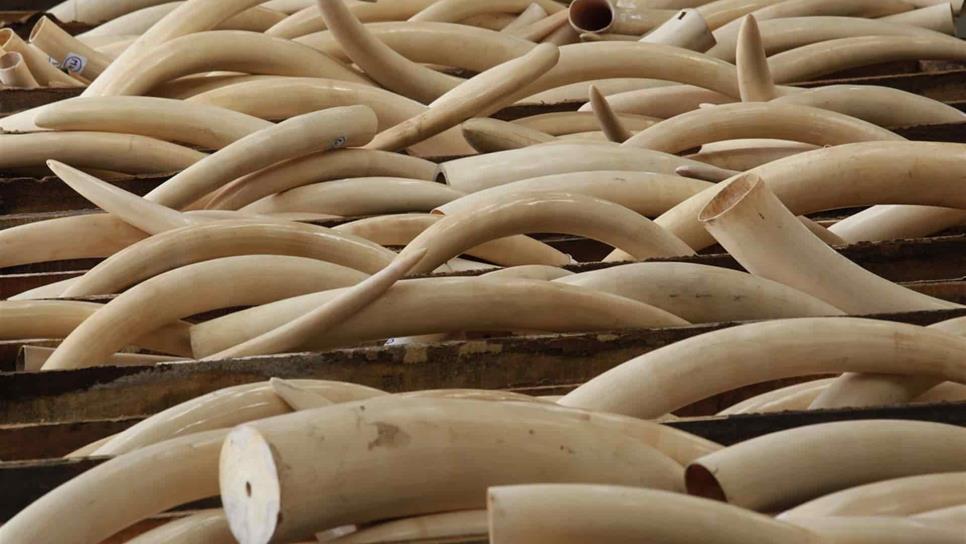 Aplaude WWF prohibición del comercio de marfil en Singapur
