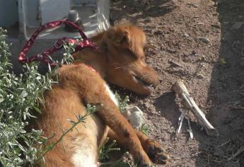 Ahorcan hasta causarle la muerte a una perrita en Los Mochis