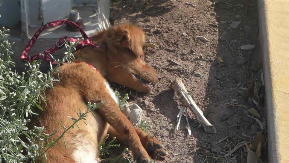 Ahorcan hasta causarle la muerte a una perrita en Los Mochis