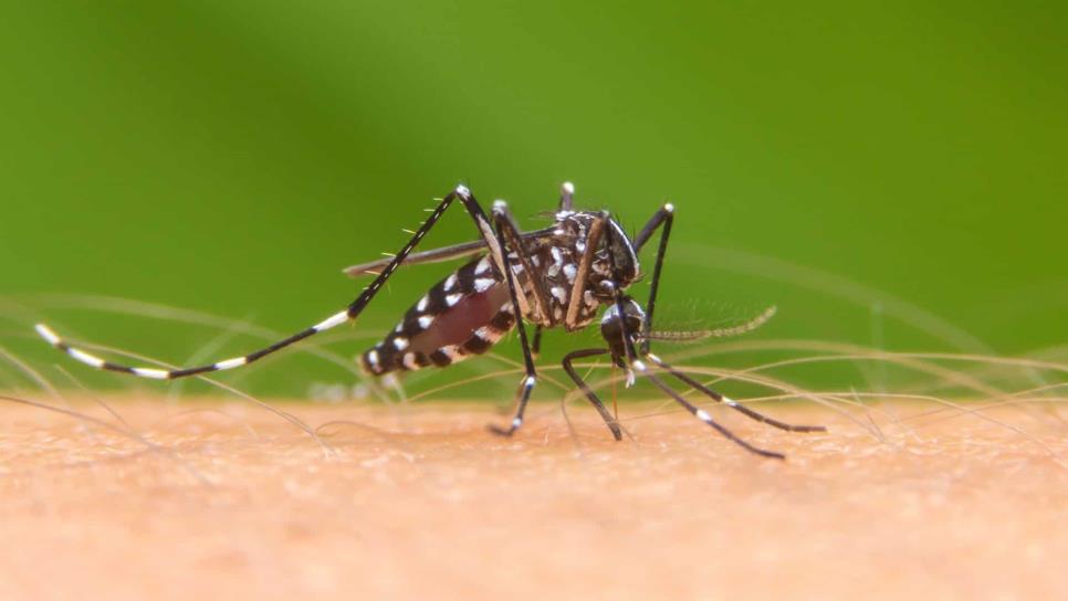 Día Mundial del Mosquito, ¿una efeméride para festejar?