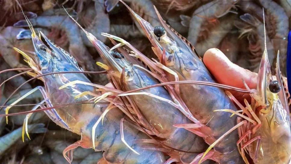 Inapesca aún no tiene resultados de muestreos de camarón en el Pacífico