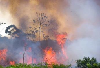 Recuperación de selva amazónica tardaría 30 años