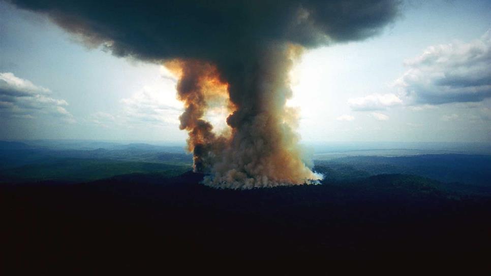 Miles de animales sufren los estragos de los incendios en la Amazonia