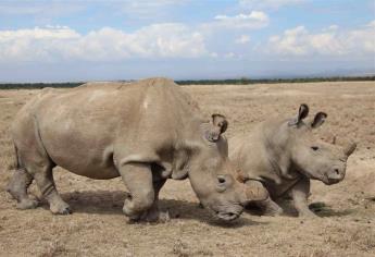 Buscan científicos salvar de la extinción a rinoceronte blanco del norte