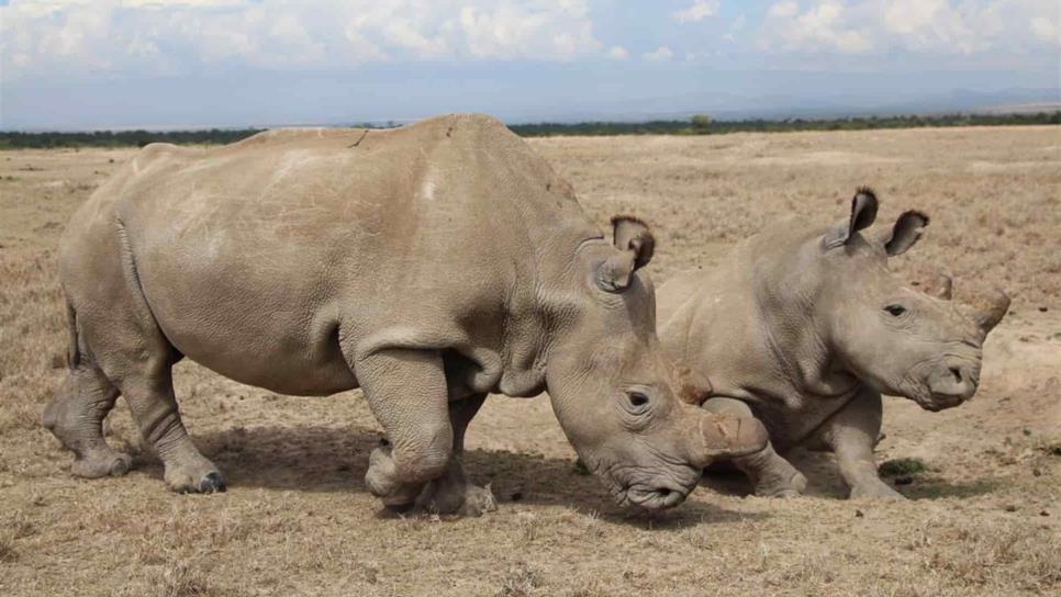 Buscan científicos salvar de la extinción a rinoceronte blanco del norte