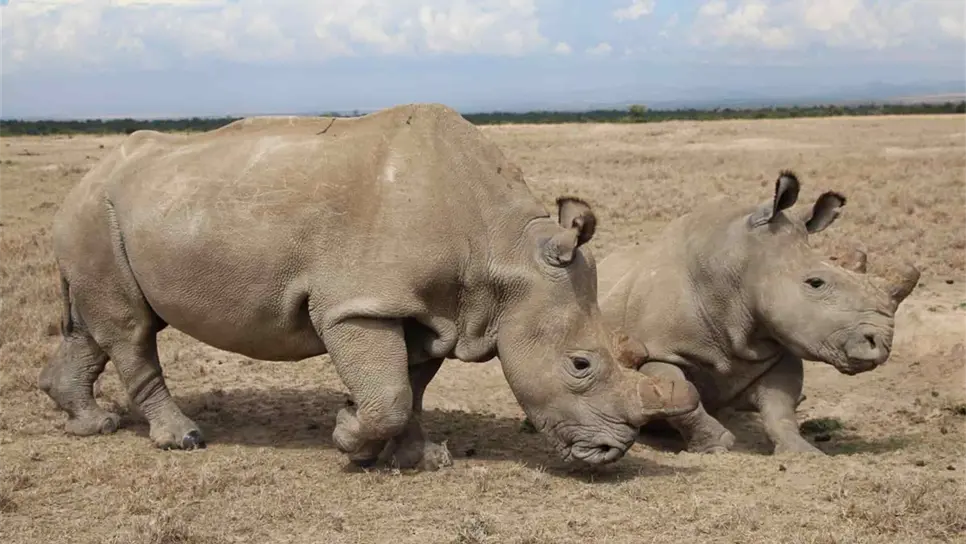 Buscan científicos salvar de la extinción a rinoceronte blanco del norte