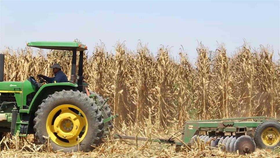 Sader aún debe complemento del maíz a productores de Sinaloa