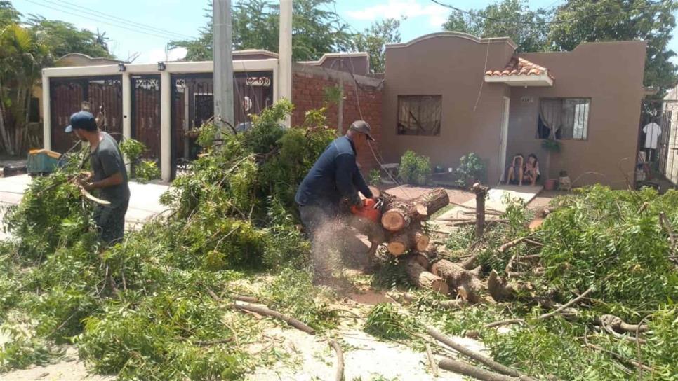 Viento derriba poco más de 31 árboles en Los Mochis