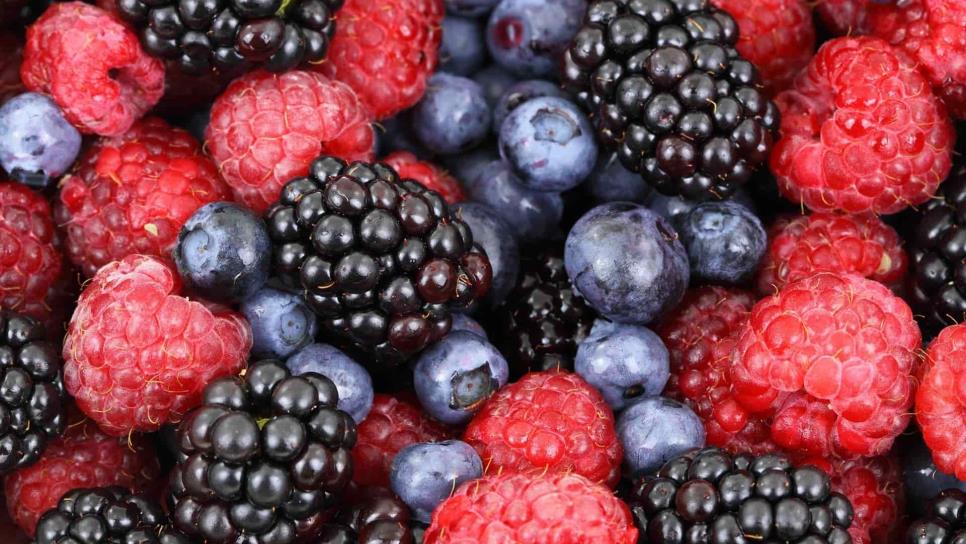 Sembrarán berries de forma experimental en el Valle del Fuerte