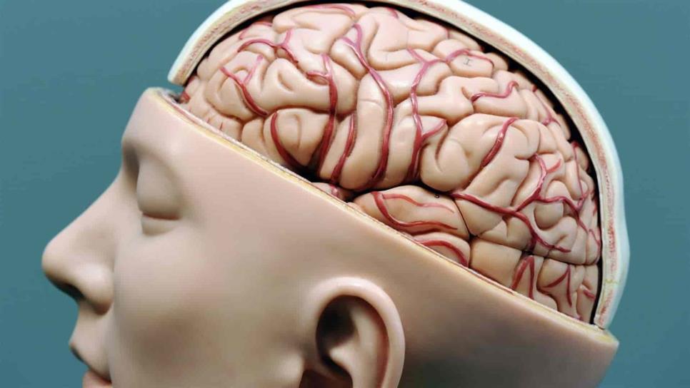 Necesaria buena alimentación para funcionamiento óptimo del cerebro: especialista