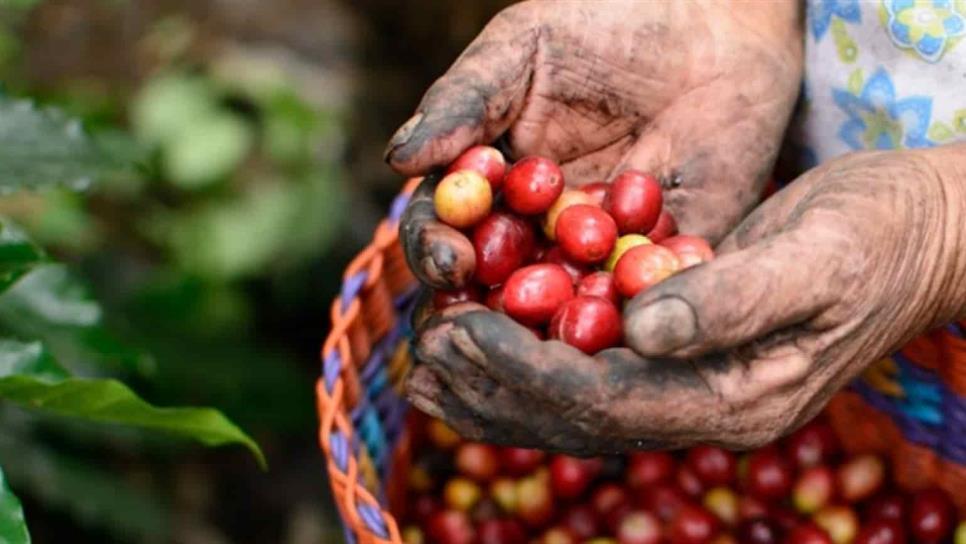 Sader califica de problema serio el precio internacional del café