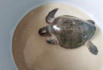 Detienen a dos que destazaban tortugas marinas