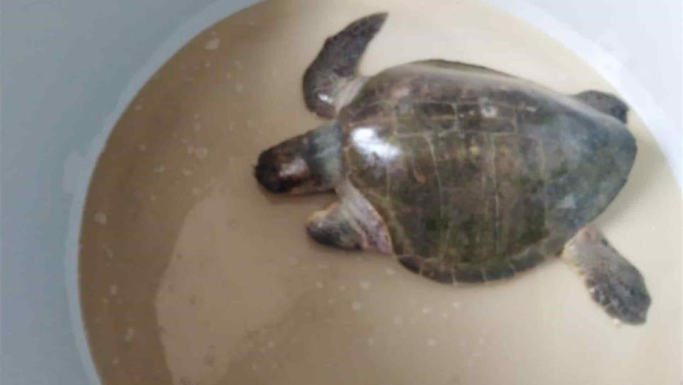 Detienen a dos que destazaban tortugas marinas