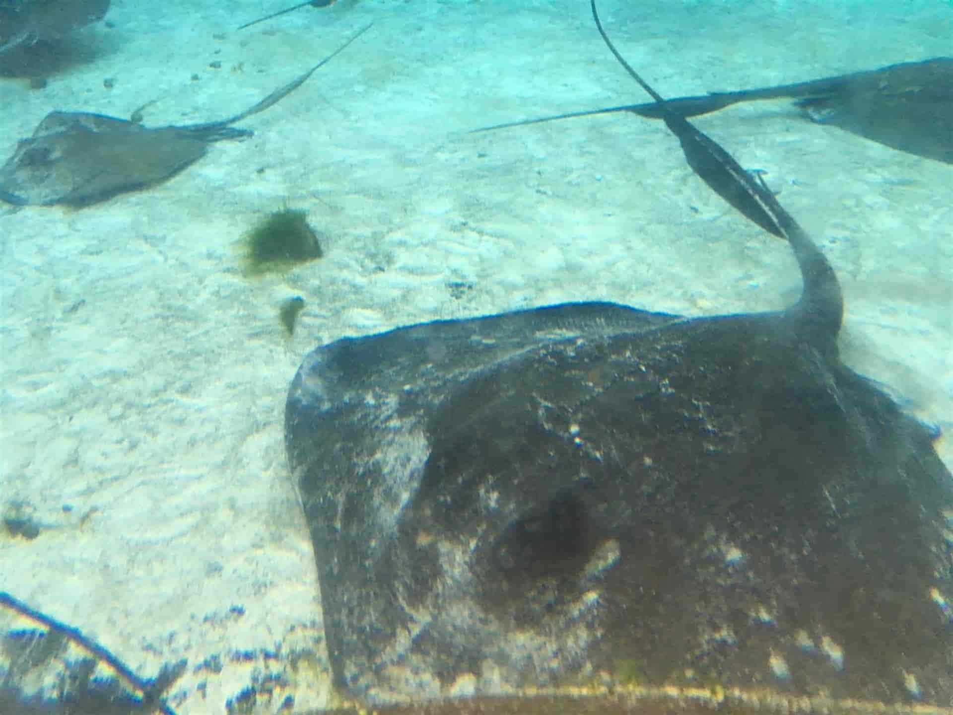 Cientos de turistas heridos por mantarrayas en California