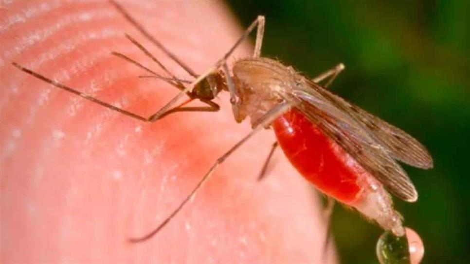 Instalan cerco sanitario en Choix, por 9 casos de paludismo