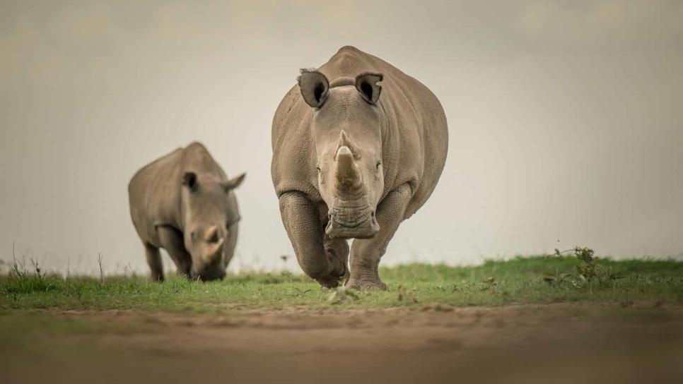Hay esperanza para rinoceronte blanco del norte