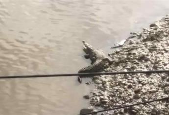 Captan impresionante cocodrilo en canal Recursos de Culiacán