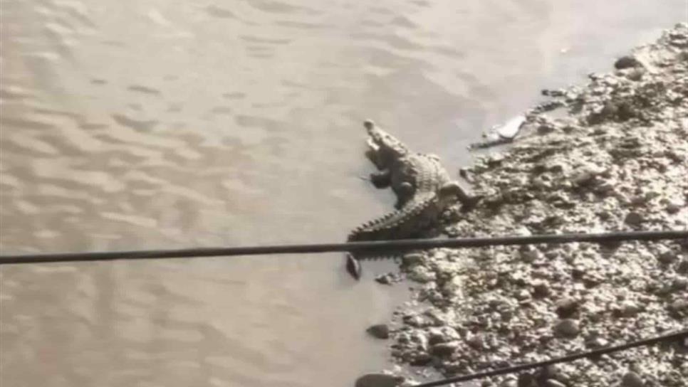 Captan impresionante cocodrilo en canal Recursos de Culiacán