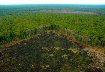 Redes criminales detrás de deforestación en Amazonas, denuncia HRW