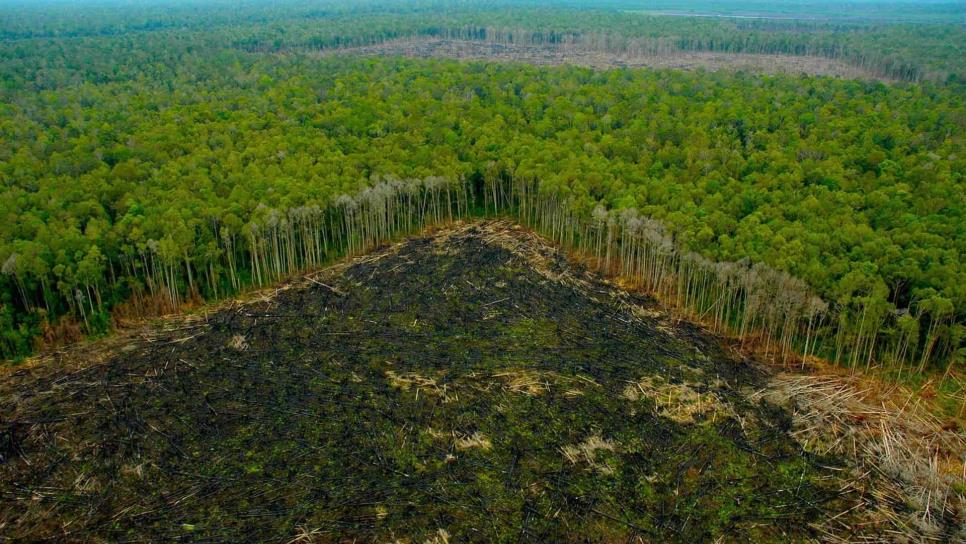 Redes criminales detrás de deforestación en Amazonas, denuncia HRW