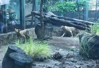 Recibe Zoológico de Culiacán dos cachorros de León Barbary