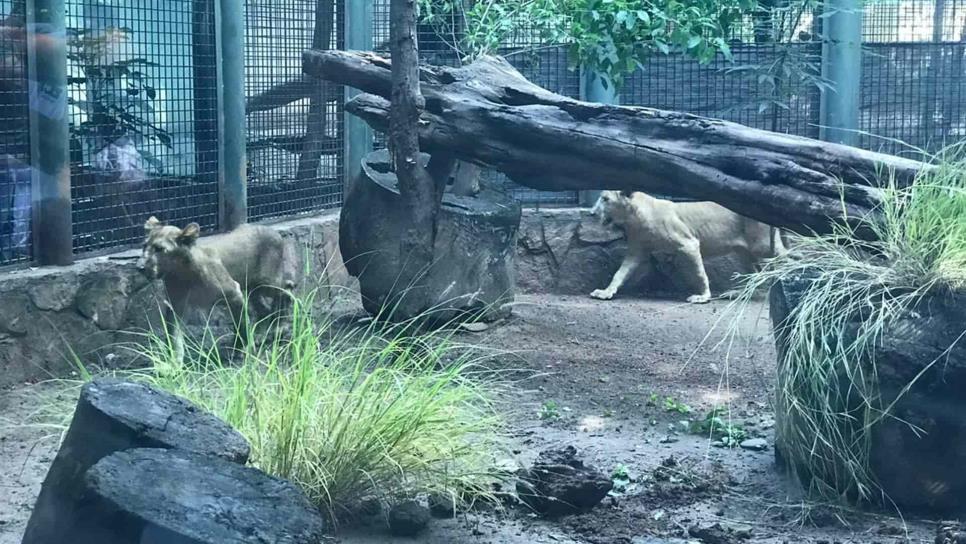 Recibe Zoológico de Culiacán dos cachorros de León Barbary