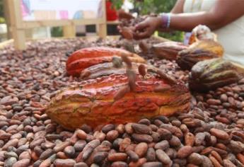 Alertan peligro de extinción de cacao endémico en Chiapas y Tabasco