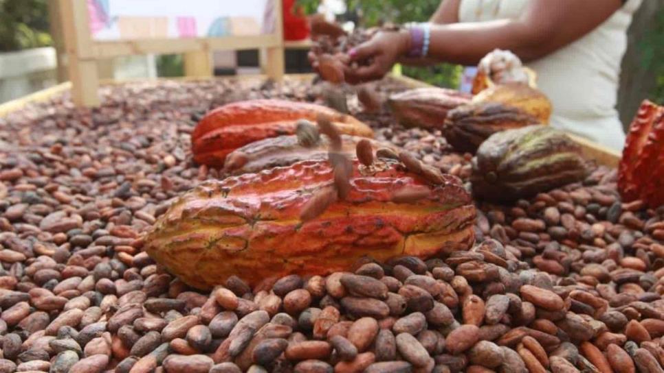 Alertan peligro de extinción de cacao endémico en Chiapas y Tabasco