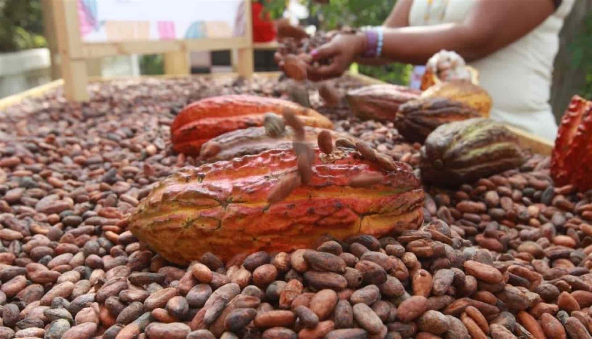 Alertan peligro de extinción de cacao endémico en Chiapas y Tabasco
