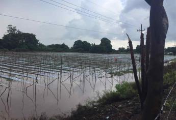 Lluvia retrasa preparativos de siembra en el Valle del Fuerte