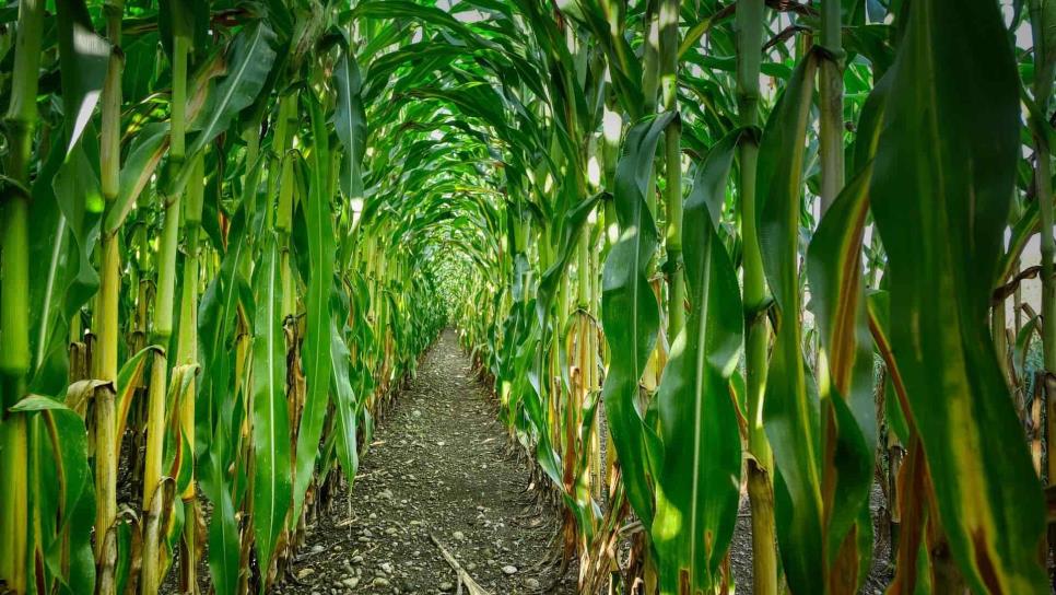 Baja precio a futuro del maíz a $3 mil 830